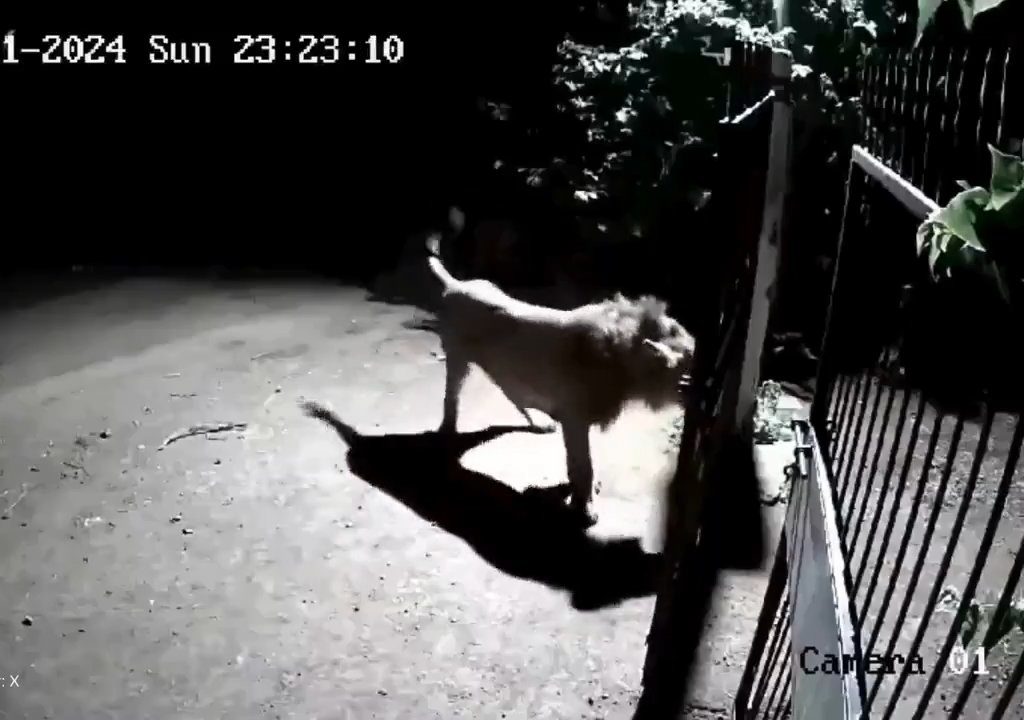 Ein Hundepaar gegen zwei Löwen, die Jungen siegen und verscheuchen sie: Video