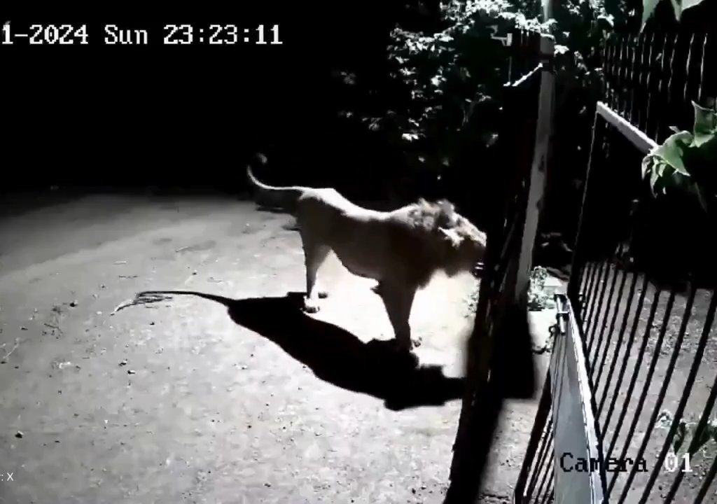 Ein Hundepaar gegen zwei Löwen, die Jungen siegen und verscheuchen sie: Video