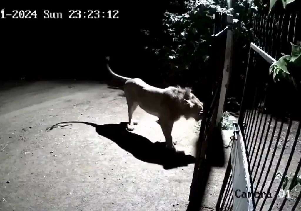 Paire de chiens contre deux lions, les lionceaux gagnent et les font fuir : vidéo