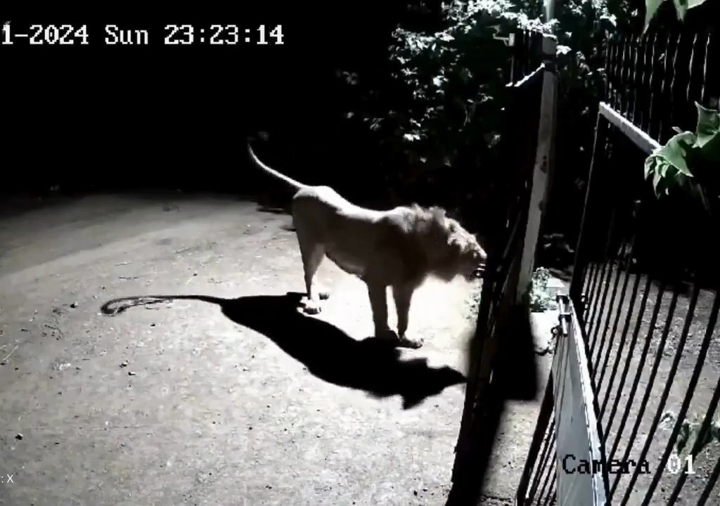 Pareja de perros contra dos leones, los cachorros ganan y los ahuyentan: video