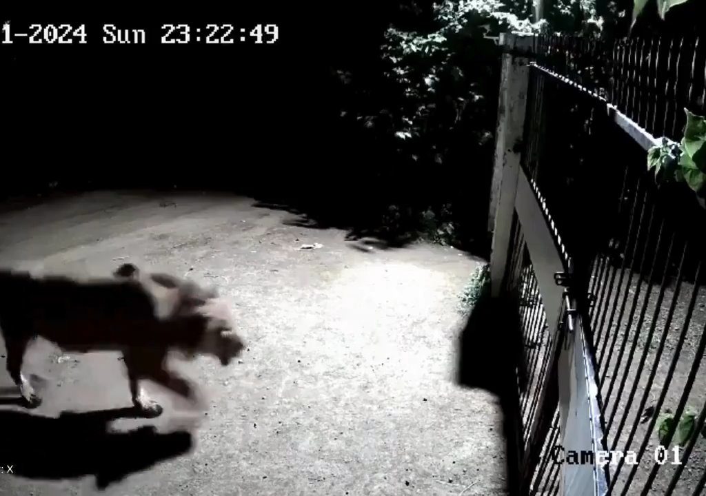 Ein Hundepaar gegen zwei Löwen, die Jungen siegen und verscheuchen sie: Video