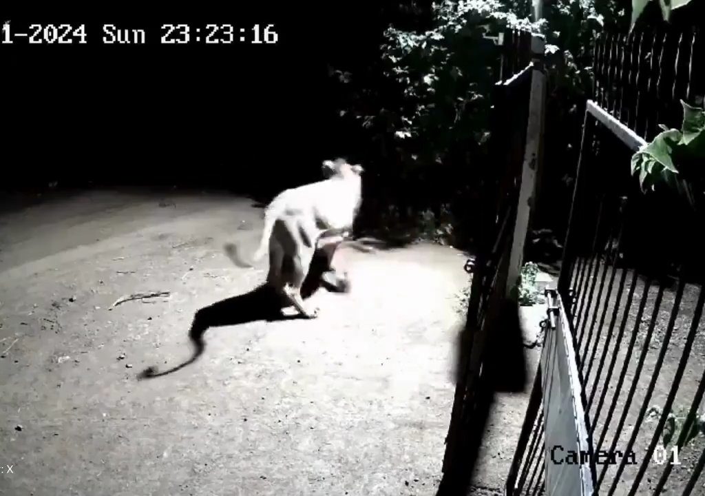 Ein Hundepaar gegen zwei Löwen, die Jungen siegen und verscheuchen sie: Video