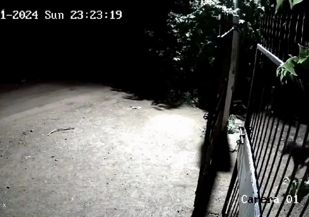 Ein Hundepaar gegen zwei Löwen, die Jungen siegen und verscheuchen sie: Video