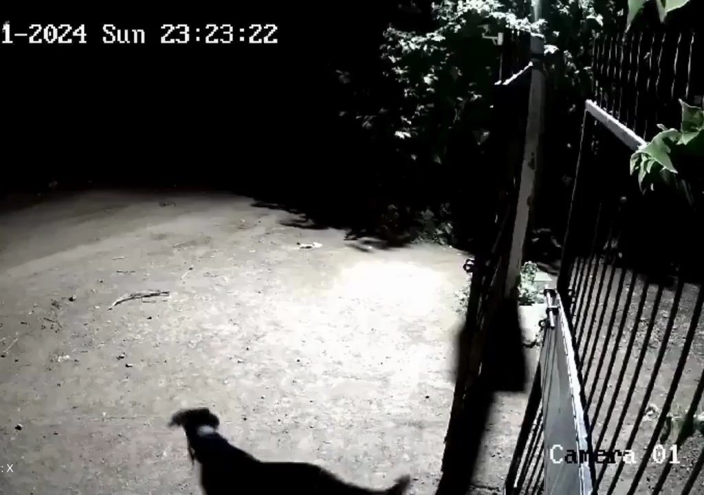 Ein Hundepaar gegen zwei Löwen, die Jungen siegen und verscheuchen sie: Video