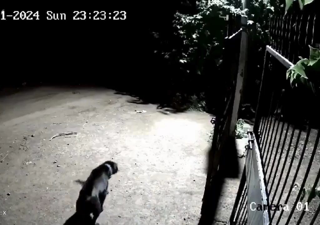 Ein Hundepaar gegen zwei Löwen, die Jungen siegen und verscheuchen sie: Video