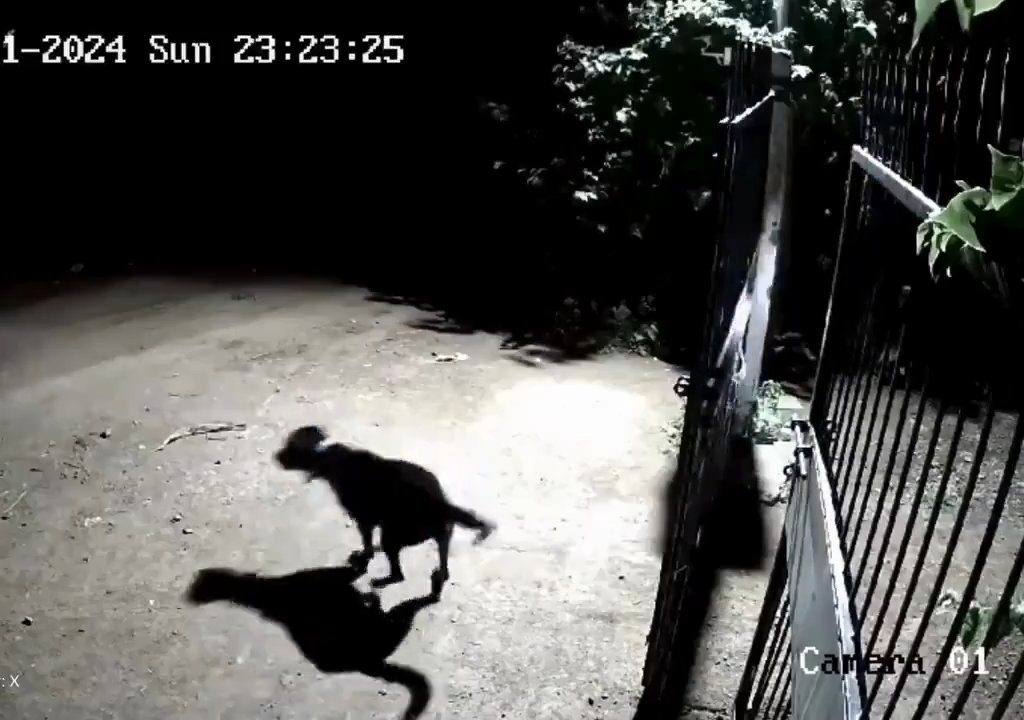 Ein Hundepaar gegen zwei Löwen, die Jungen siegen und verscheuchen sie: Video