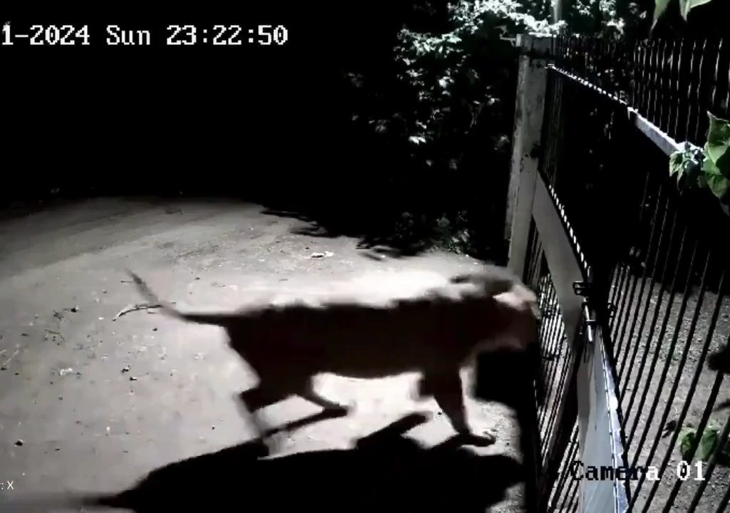 Ein Hundepaar gegen zwei Löwen, die Jungen siegen und verscheuchen sie: Video