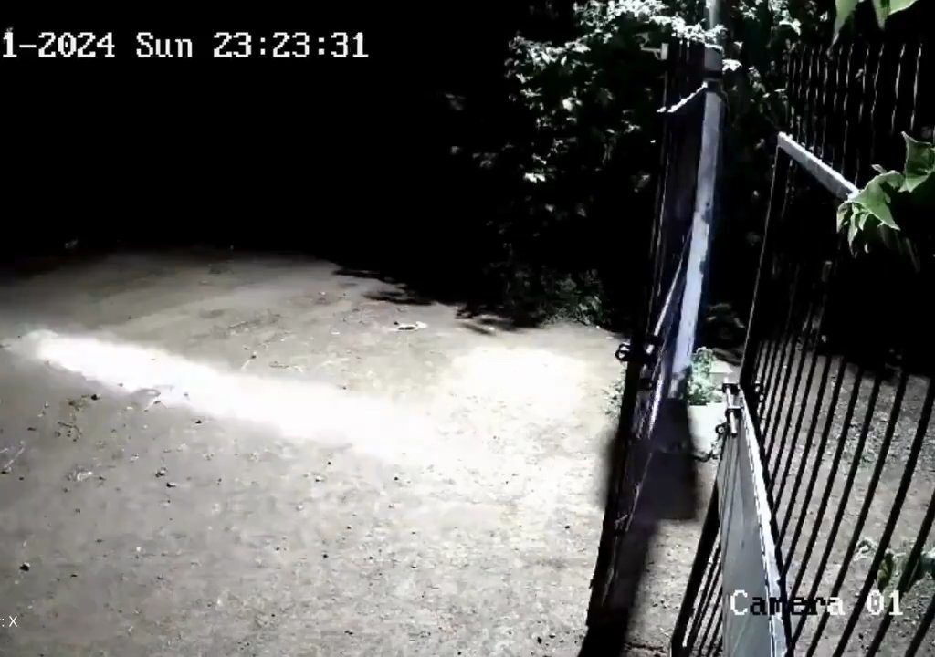 Ein Hundepaar gegen zwei Löwen, die Jungen siegen und verscheuchen sie: Video