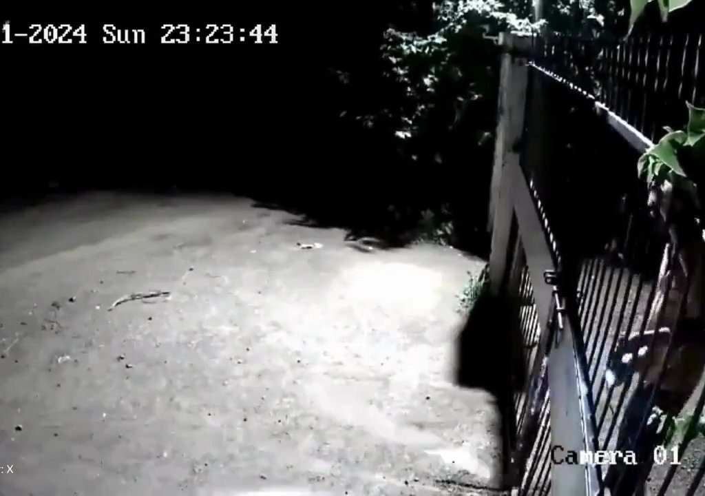 Ein Hundepaar gegen zwei Löwen, die Jungen siegen und verscheuchen sie: Video