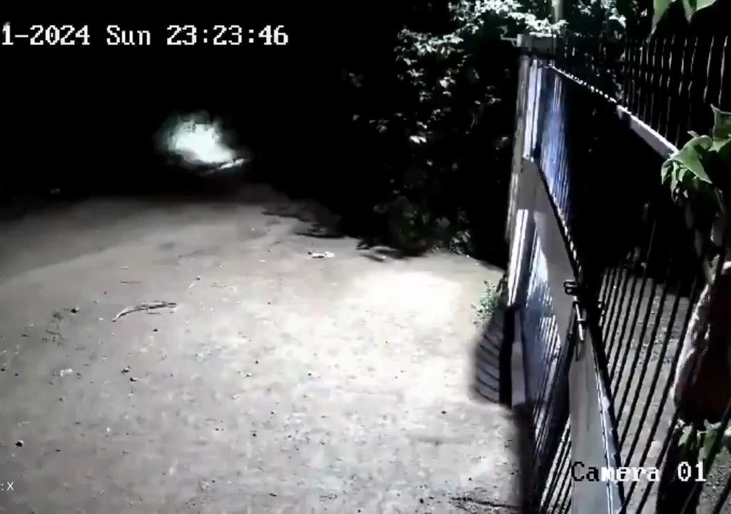 Ein Hundepaar gegen zwei Löwen, die Jungen siegen und verscheuchen sie: Video