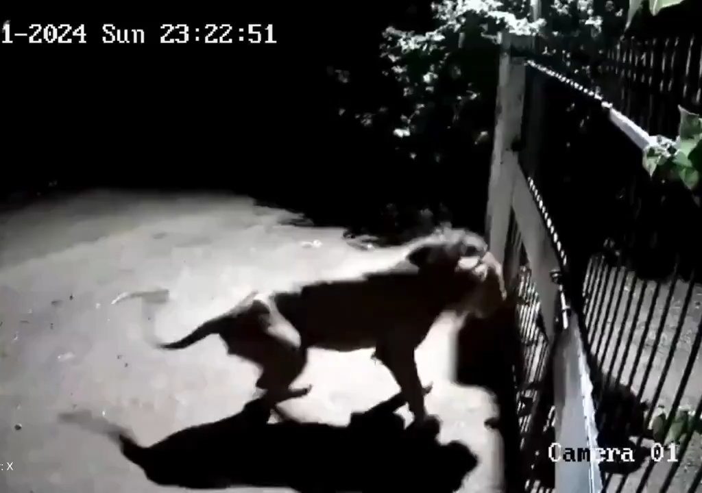 Ein Hundepaar gegen zwei Löwen, die Jungen siegen und verscheuchen sie: Video