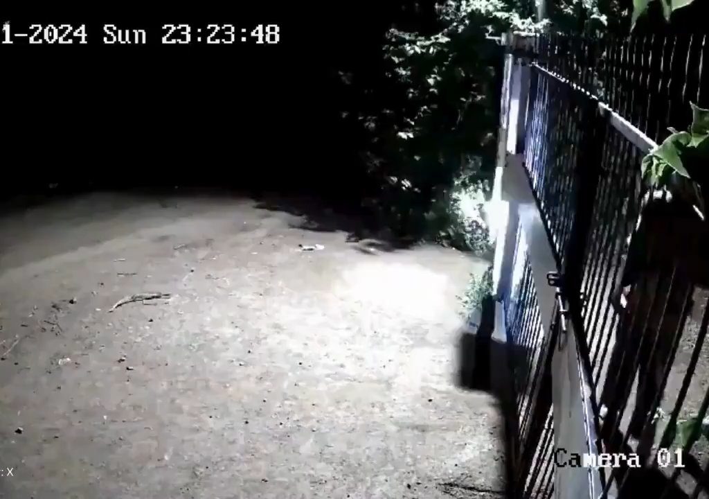 Ein Hundepaar gegen zwei Löwen, die Jungen siegen und verscheuchen sie: Video