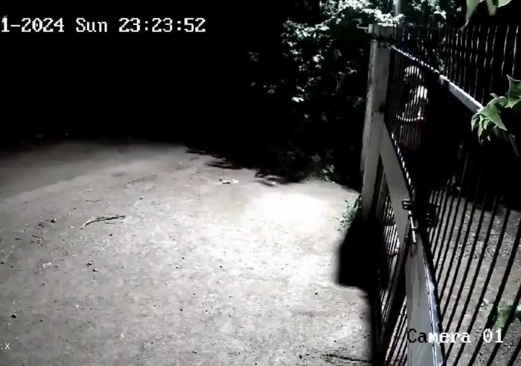 Ein Hundepaar gegen zwei Löwen, die Jungen siegen und verscheuchen sie: Video