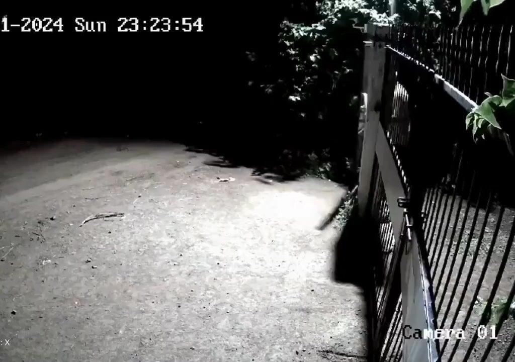 Ein Hundepaar gegen zwei Löwen, die Jungen siegen und verscheuchen sie: Video