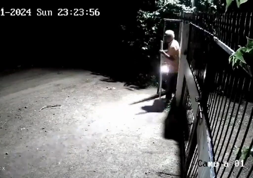 Ein Hundepaar gegen zwei Löwen, die Jungen siegen und verscheuchen sie: Video