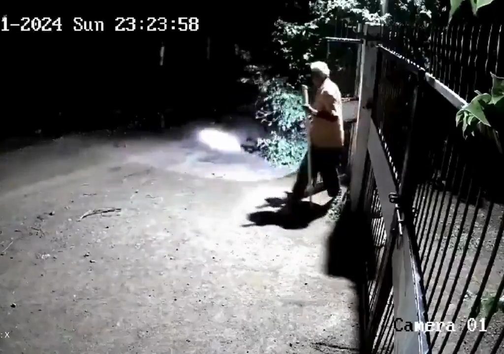 Ein Hundepaar gegen zwei Löwen, die Jungen siegen und verscheuchen sie: Video