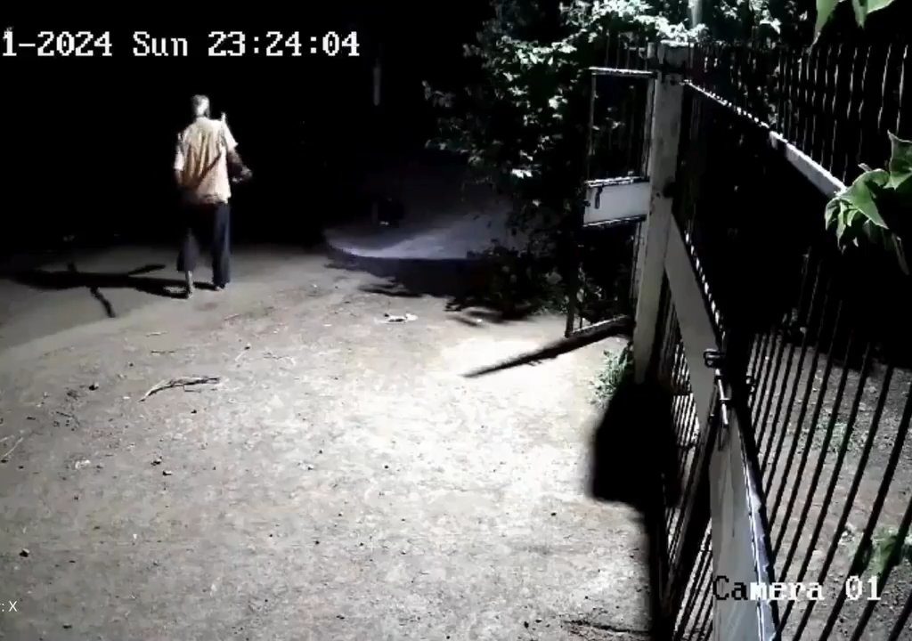 Ein Hundepaar gegen zwei Löwen, die Jungen siegen und verscheuchen sie: Video