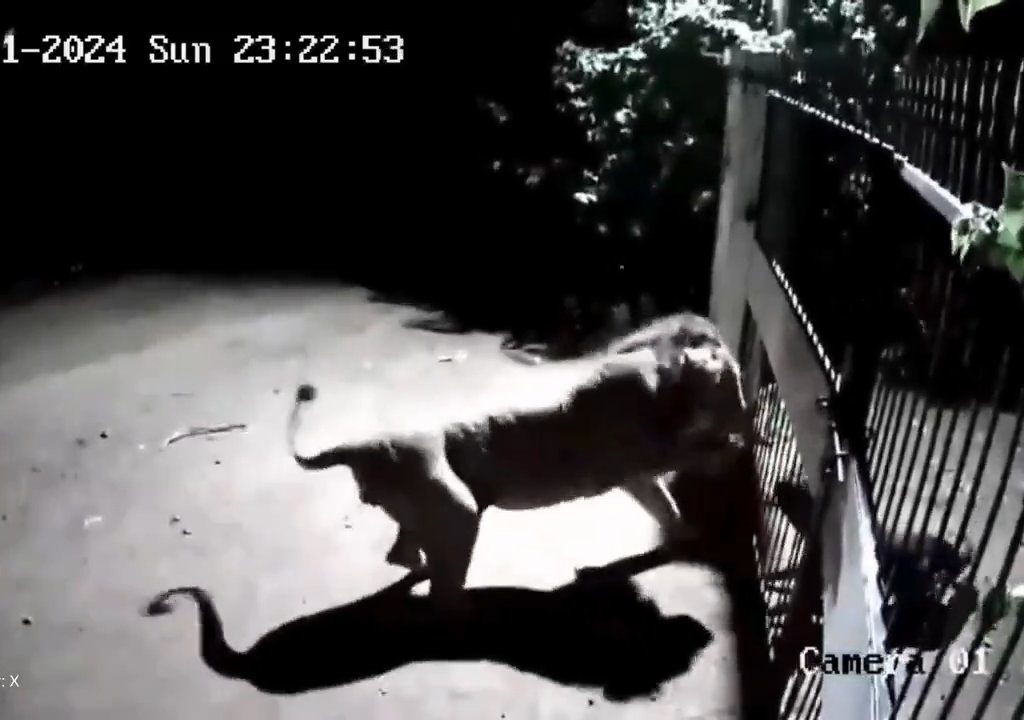 Pareja de perros contra dos leones, los cachorros ganan y los ahuyentan: video