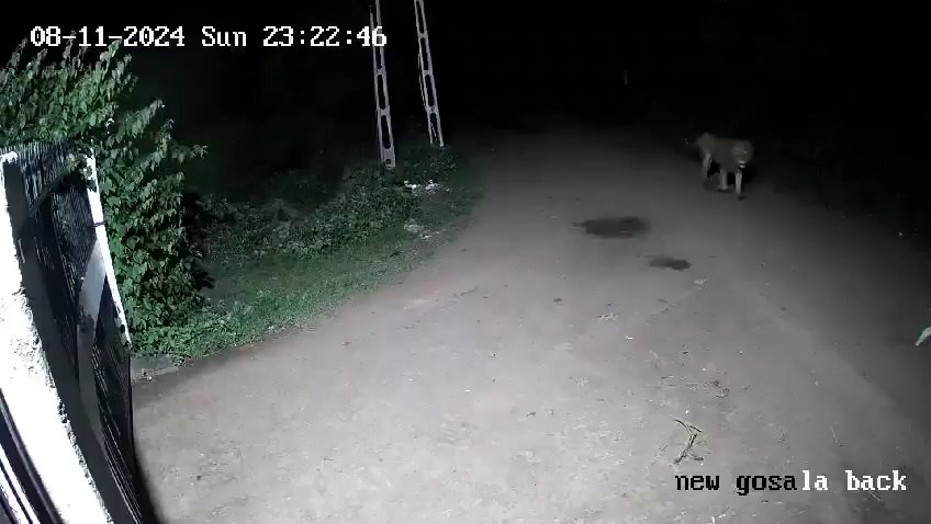 Pareja de perros contra dos leones, los cachorros ganan y los ahuyentan: video