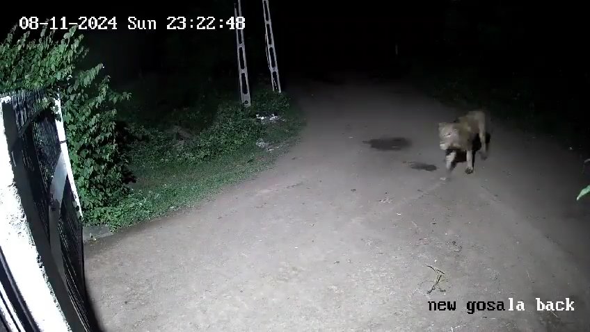 Ein Hundepaar gegen zwei Löwen, die Jungen siegen und verscheuchen sie: Video