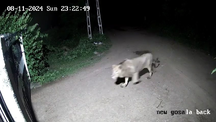 Ein Hundepaar gegen zwei Löwen, die Jungen siegen und verscheuchen sie: Video