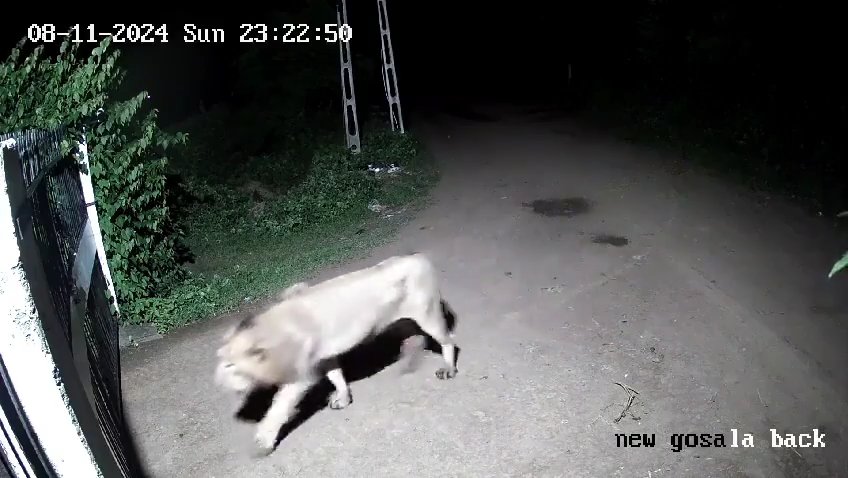 Ein Hundepaar gegen zwei Löwen, die Jungen siegen und verscheuchen sie: Video