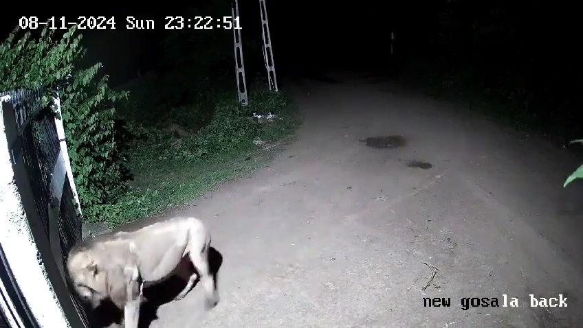 Ein Hundepaar gegen zwei Löwen, die Jungen siegen und verscheuchen sie: Video