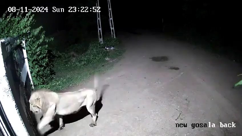 Ein Hundepaar gegen zwei Löwen, die Jungen siegen und verscheuchen sie: Video