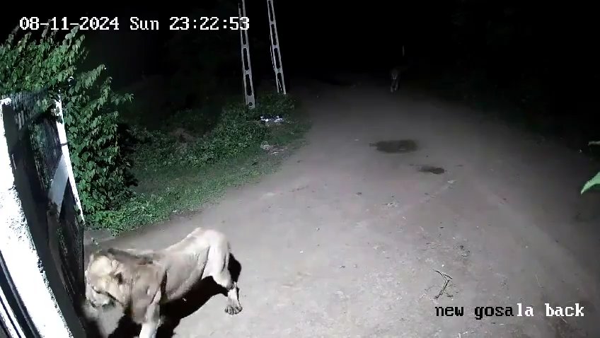 Ein Hundepaar gegen zwei Löwen, die Jungen siegen und verscheuchen sie: Video