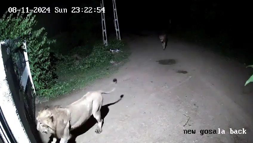 Pareja de perros contra dos leones, los cachorros ganan y los ahuyentan: video