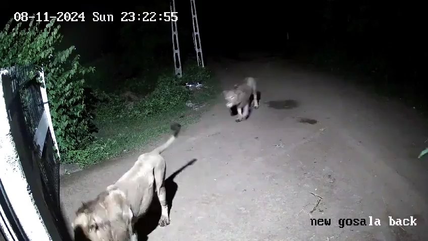 Ein Hundepaar gegen zwei Löwen, die Jungen siegen und verscheuchen sie: Video