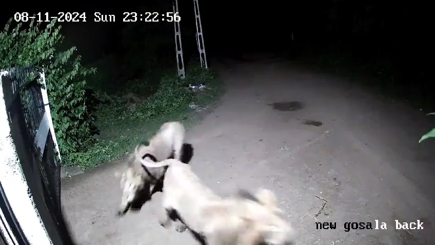 Paire de chiens contre deux lions, les lionceaux gagnent et les font fuir : vidéo