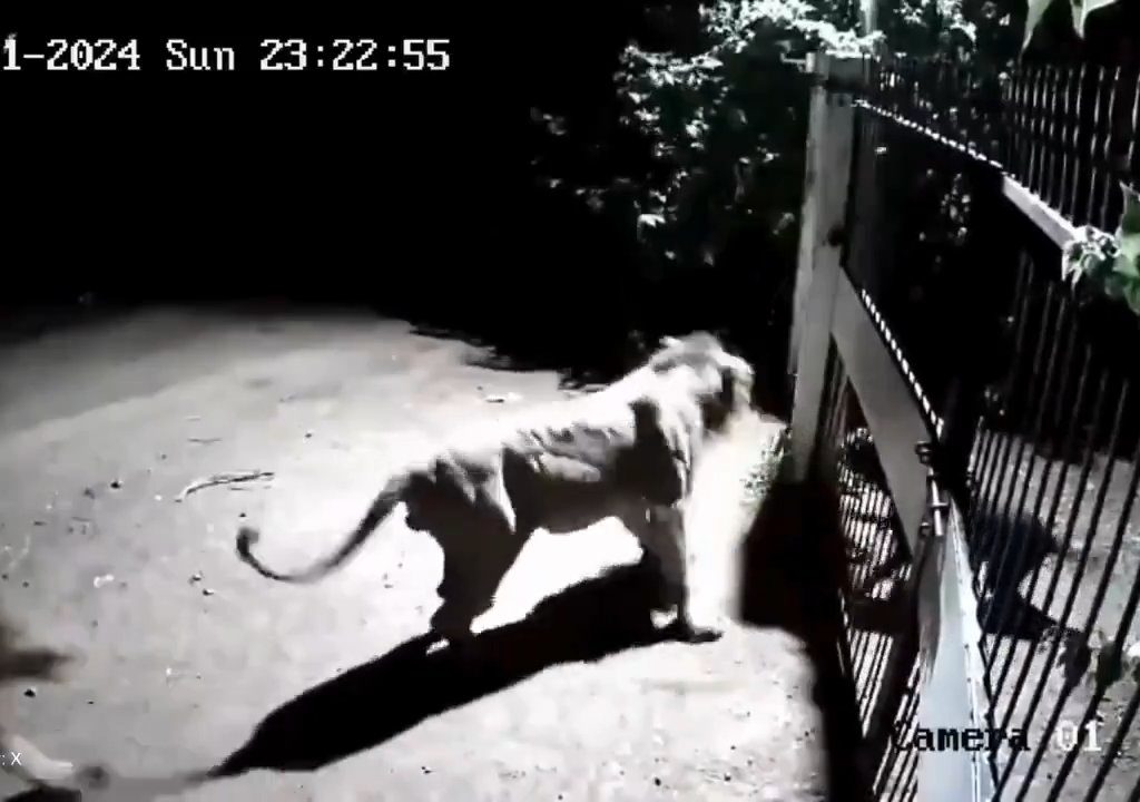 Pareja de perros contra dos leones, los cachorros ganan y los ahuyentan: video