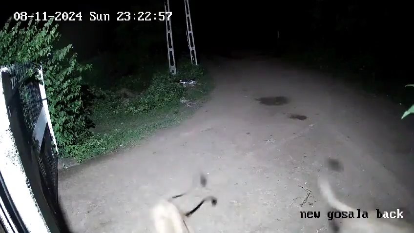 Ein Hundepaar gegen zwei Löwen, die Jungen siegen und verscheuchen sie: Video