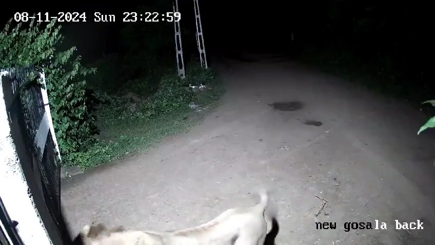 Pareja de perros contra dos leones, los cachorros ganan y los ahuyentan: video