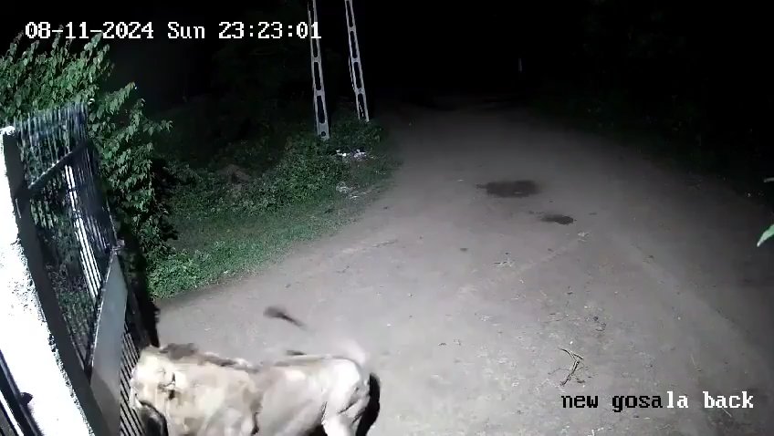 Paire de chiens contre deux lions, les lionceaux gagnent et les font fuir : vidéo