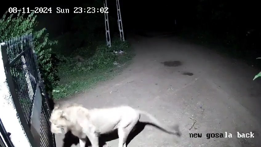 Pareja de perros contra dos leones, los cachorros ganan y los ahuyentan: video