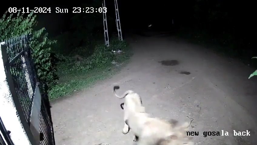 Paire de chiens contre deux lions, les lionceaux gagnent et les font fuir : vidéo