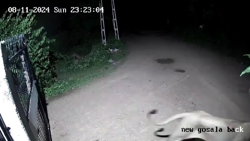 Paire de chiens contre deux lions, les lionceaux gagnent et les font fuir : vidéo