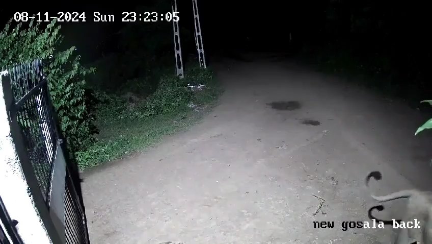 Ein Hundepaar gegen zwei Löwen, die Jungen siegen und verscheuchen sie: Video