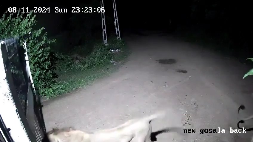 Pareja de perros contra dos leones, los cachorros ganan y los ahuyentan: video