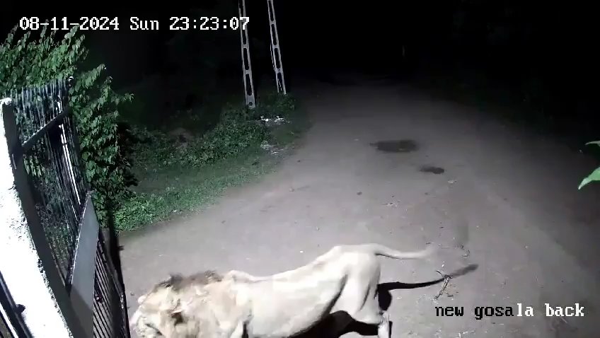 Pareja de perros contra dos leones, los cachorros ganan y los ahuyentan: video