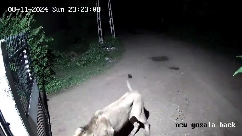 Ein Hundepaar gegen zwei Löwen, die Jungen siegen und verscheuchen sie: Video