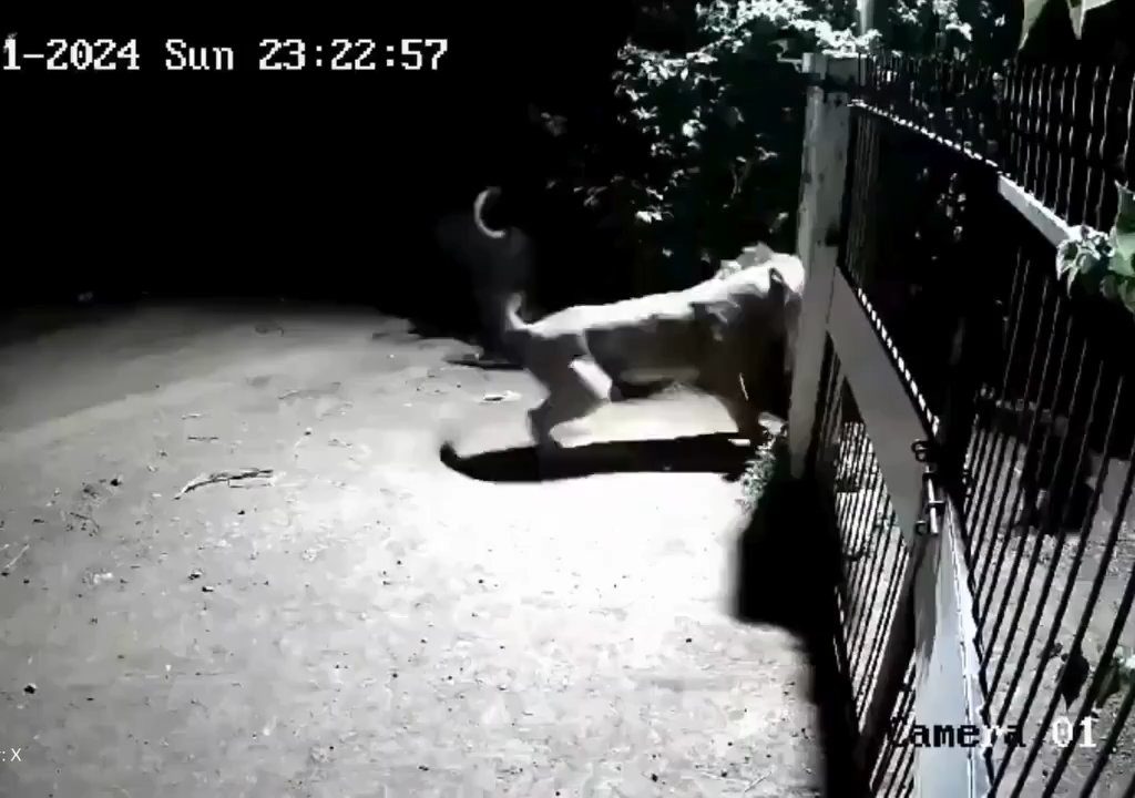 Pareja de perros contra dos leones, los cachorros ganan y los ahuyentan: video