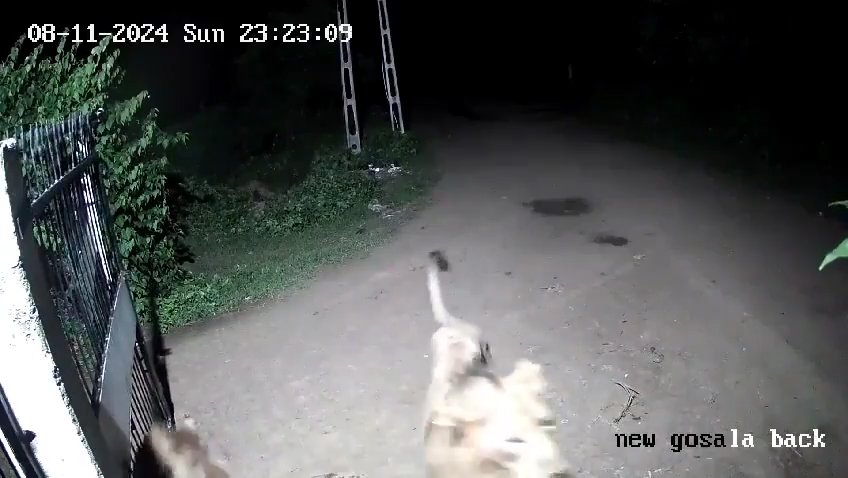 Ein Hundepaar gegen zwei Löwen, die Jungen siegen und verscheuchen sie: Video