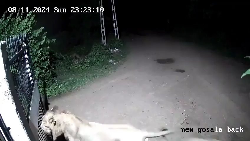 Pareja de perros contra dos leones, los cachorros ganan y los ahuyentan: video