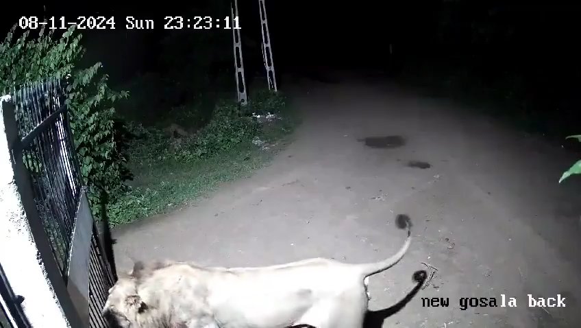 Ein Hundepaar gegen zwei Löwen, die Jungen siegen und verscheuchen sie: Video