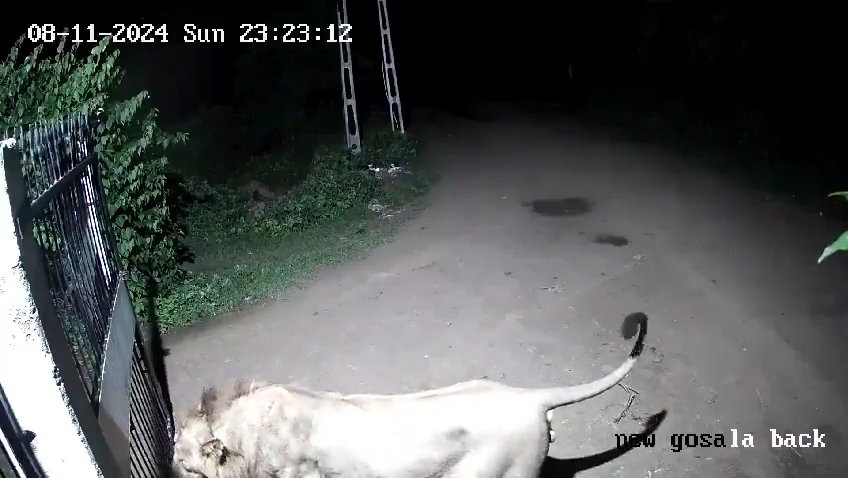 Ein Hundepaar gegen zwei Löwen, die Jungen siegen und verscheuchen sie: Video