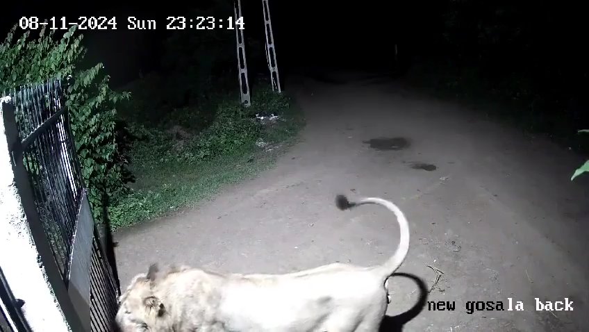 Paire de chiens contre deux lions, les lionceaux gagnent et les font fuir : vidéo