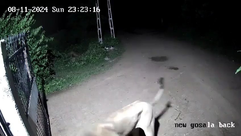 Paire de chiens contre deux lions, les lionceaux gagnent et les font fuir : vidéo